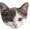 Stucky logo — baby cat face
